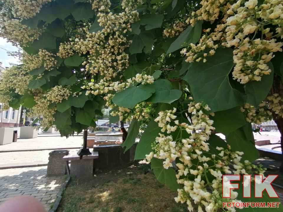 Дерева катальпи вкриті білим цвітом на площі Героїв Майдану в Кропивницькому