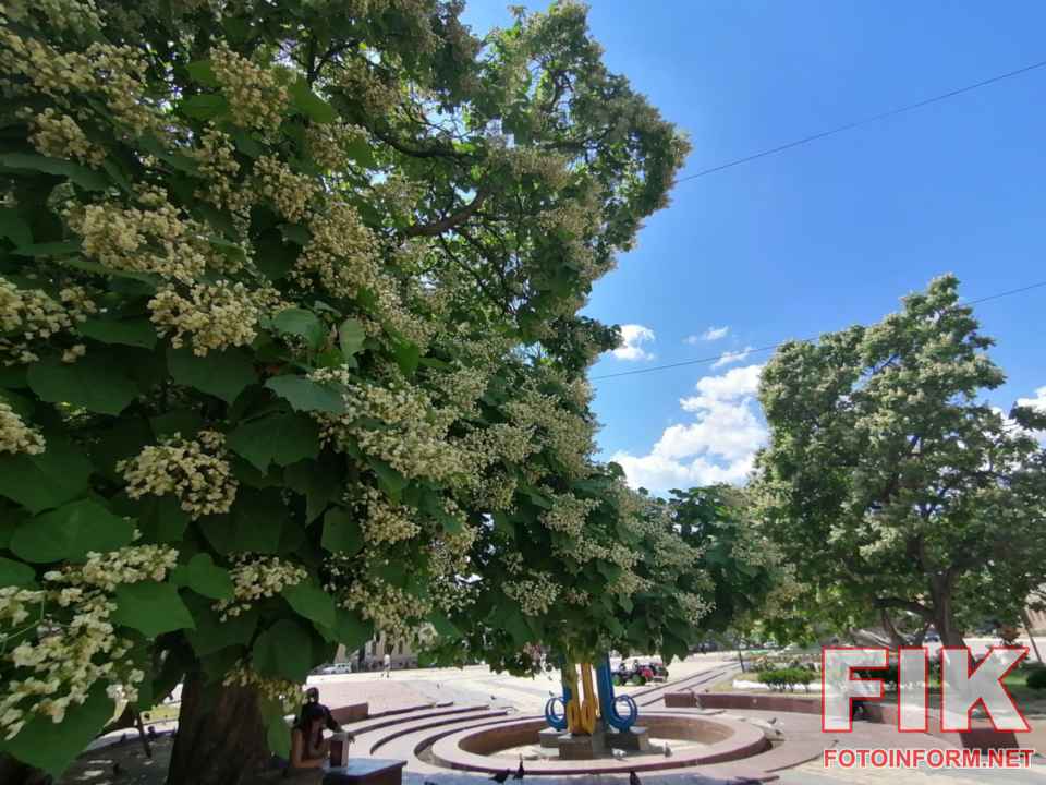 Дерева катальпи вкриті білим цвітом на площі Героїв Майдану в Кропивницькому