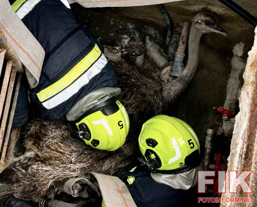 Рятувальники ДСНС на Кіровоградщині за допомогою пожежних рукавів обережно витягують великого страуса з глибокого водопровідного колодязя.