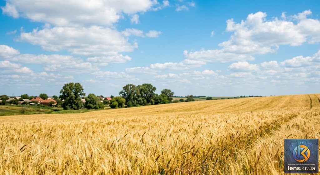 Погода в Україні 17 липня Пшеничне поле під блакитним небом з білими хмарами, уособлює сонячну погоду в Україні.