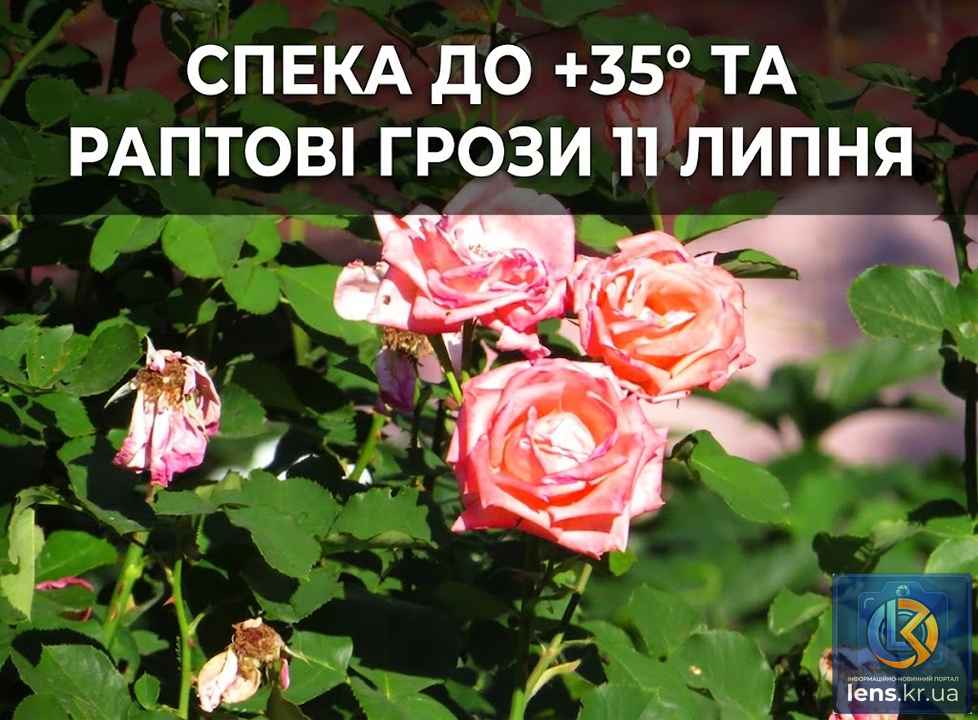 Сонячний день та троянди, що показують прогноз погоди на 11 серпня. Фото Ігоря Філіпенка