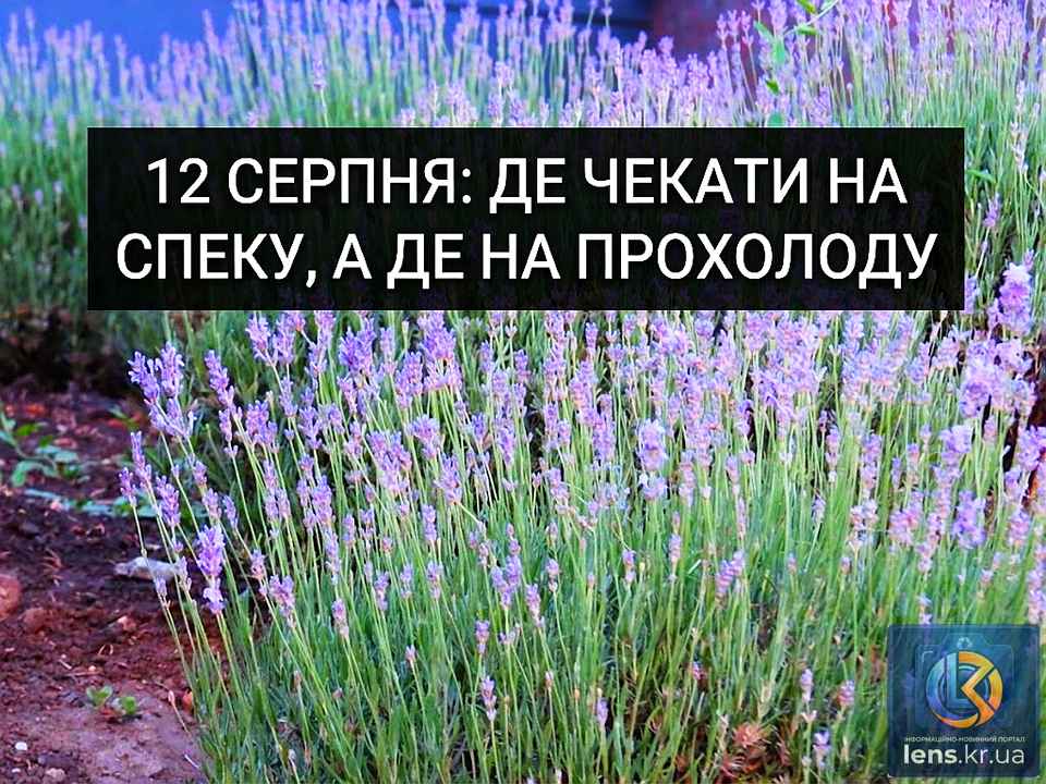 Лаванда та прогноз погоди 12 серпня в Україні , фото Ігоря Філіпенка