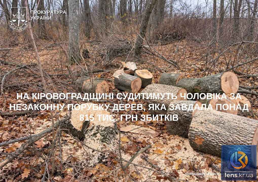 Незаконна порубка дерев у Бірківському лісництві на Кіровоградщині